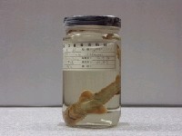 藏品(原鮫)的圖片